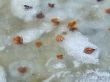 Foliage on ice