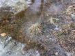 Hummock in the puddle