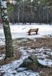 Stump and the bench