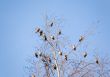 waxwings