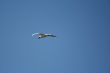 gull in the blue sky