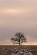 Naked Tree