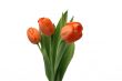 Three red tulips