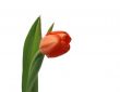 One red tulip