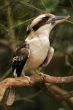 Laughing Kookaburra