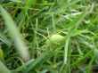 Green spider in grass