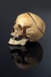 real skull