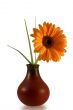 gerber daisy with droplets over white