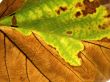 Leaf