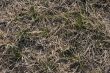 Dry Grass
