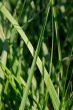 Grass