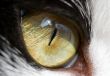Cat Eye