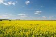 Agricultural field