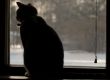Cat In The Window
