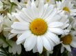 daisies close-up