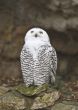 Snowy owl