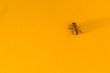 Yellow Jacket