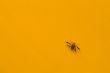 Yellow Jacket