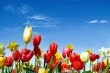 Various spring flowers towards the blue sky
