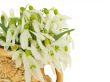 Snowdrops