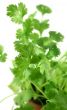 Fresh Herbs Coriander 2