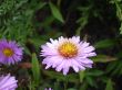 Fresh Flower