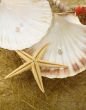 abstract composition with various of seashels