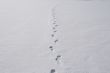 Tracks on snow.