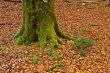 Colors in autumn season