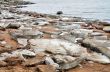 Ice floe