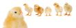 Adorable chicks