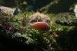 little red exotic fish