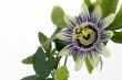 Purple Passionflower