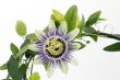 Purple Passionflower