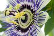 Purple Passionflower