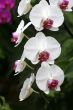 Orchids