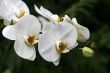 Orchids