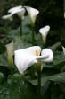 Calla-lily