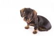 little puppie