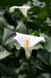 Calla-lily