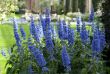 Flowering-bush plectranthus