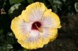 Chinese hibiscus