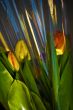 tulips in plastic wrapping