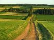 Green field Landscape