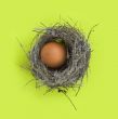 Egg in a nest