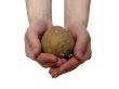 Potato