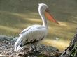 Pelican