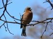 Bird on the branch