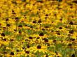 Flower field