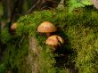 Mushrooms in forest